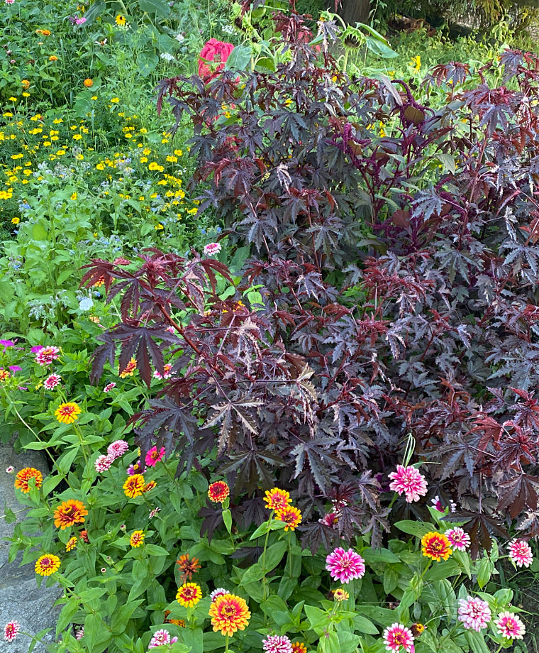 Jumbo Annuals Jumbo Annuals