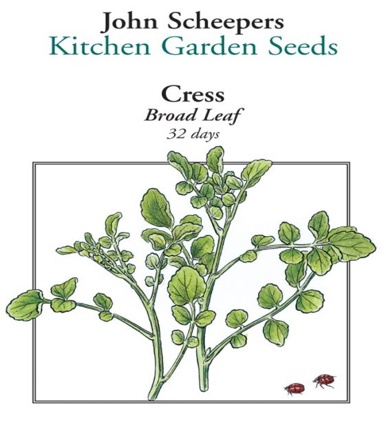 Garden Cress Plant Pods