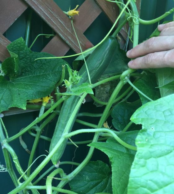 English Cucumber - The Harvest Kitchen