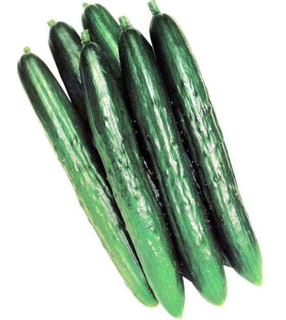 Tasty Treat Slicer' Japanese Cucumber