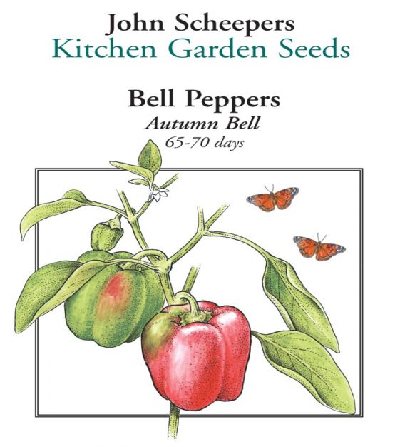 Autumn Bell Sweet Pepper – Pepper Joe's
