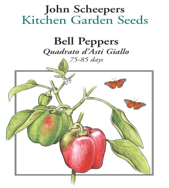 Pepper Bell Red Quadrato Rosso D'Asti – Weston seed