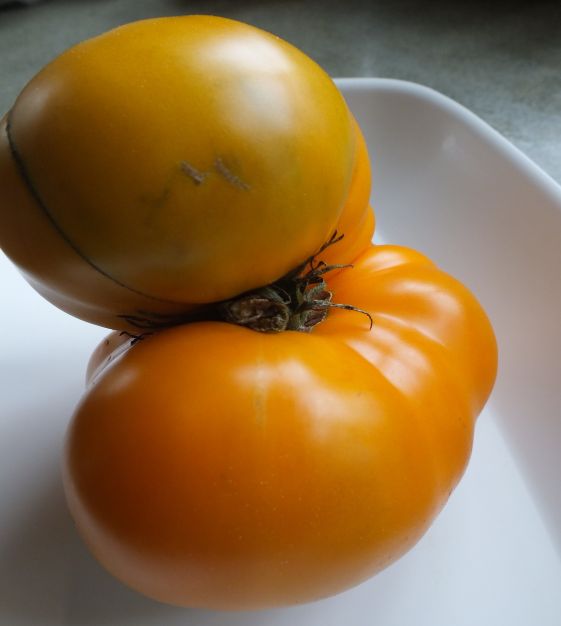 Tomato - Brandywine Yellow - Seedfreaks