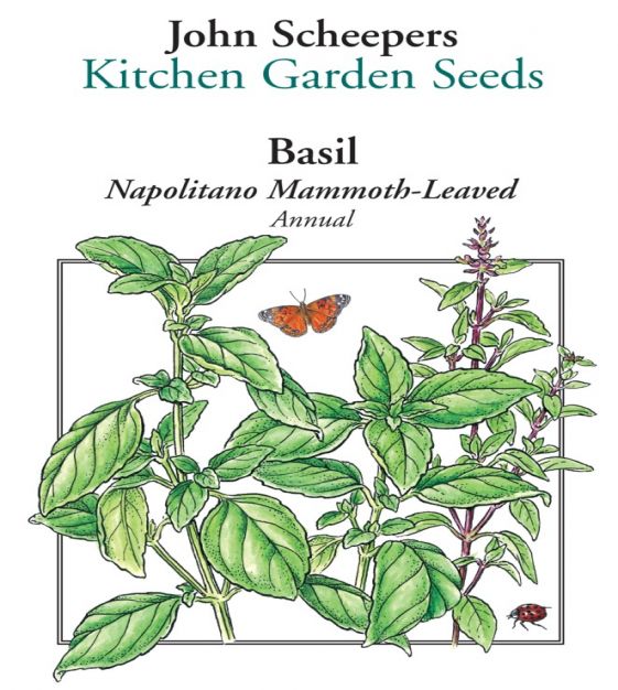 Napolitano Mammoth Leafed Basil