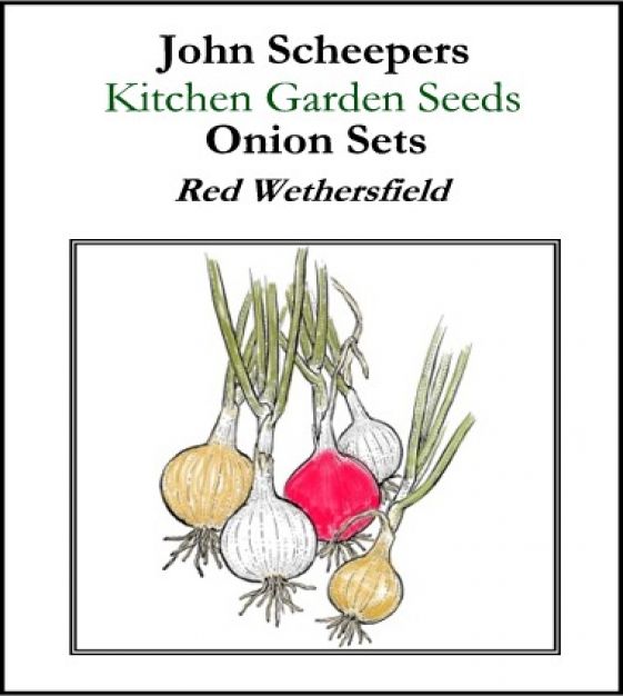 onion plant diagram