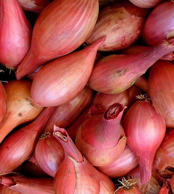 what is a shallot