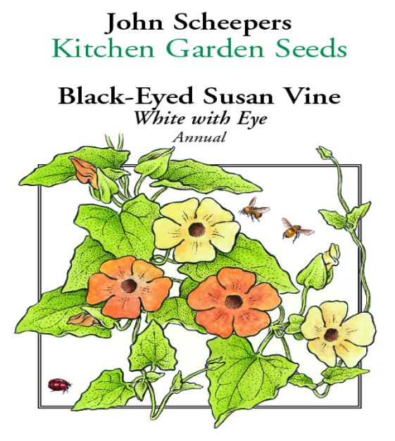 white black eyed susan vine