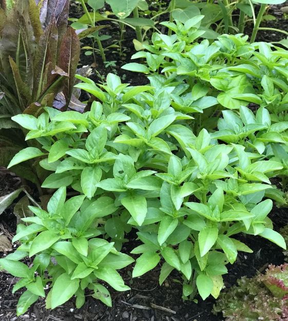 Marseillais Dwarf Basil John Scheepers Kitchen Garden Seeds