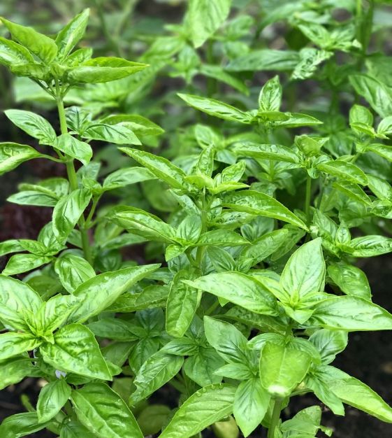 Sweet Broadleaf Basil