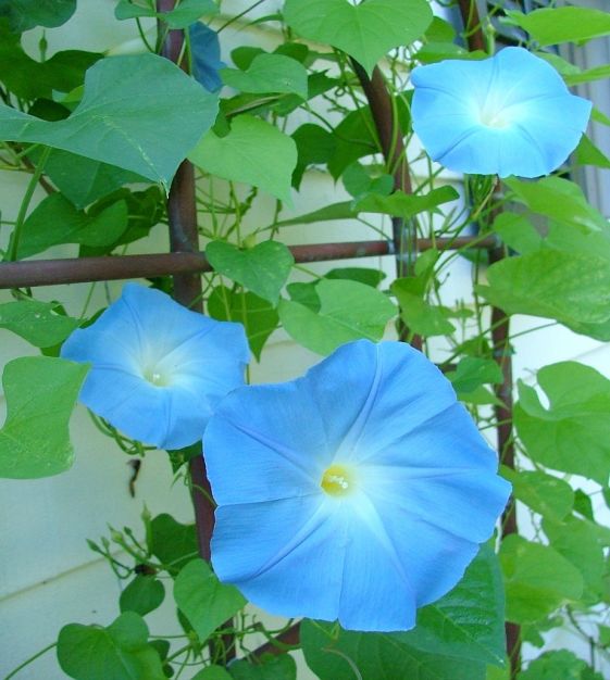 blue morning glory vine