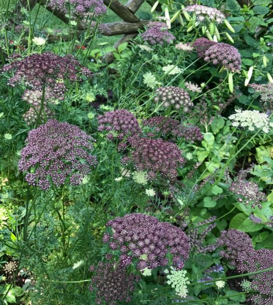 How to Grow Queen Anne's Lace (Daucus carota)