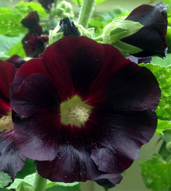 The Watchman Hollyhock  John Scheepers Kitchen Garden Seeds