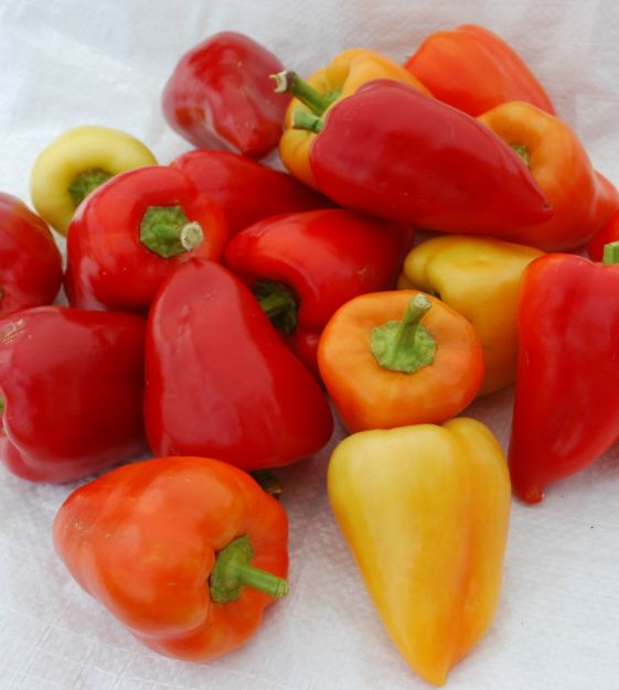 Buy Spicy Sweet Peppers Flavor Snack Stix, 8 Bags
