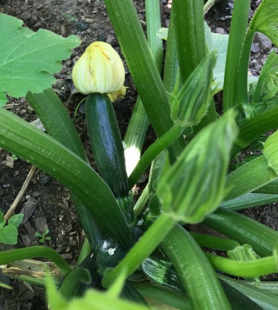 Courgette Noire de Milan - Di Milano