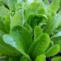 Baby Gem Lettuce x 2 - First Choice Produce