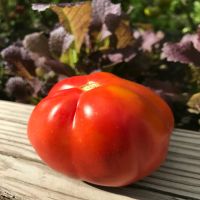 Canestrino Tomato  John Scheepers Kitchen Garden Seeds
