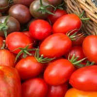Juliet Grape Tomato | John Scheepers Kitchen Garden Seeds