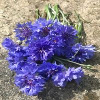 Blue Boy Bachelor's Button – Revival Seeds