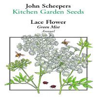 Green Mist Lace Flower  John Scheepers Kitchen Garden Seeds