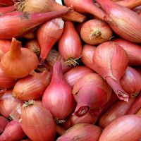 Shallot Shoots Information and Facts