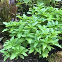 Marseillais Dwarf Basil