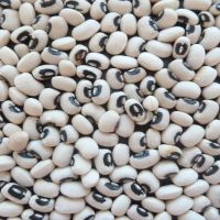 Black Eyed Pea Shelling Bean