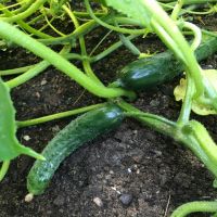 Bush Slicer Cucumber  John Scheepers Kitchen Garden Seeds