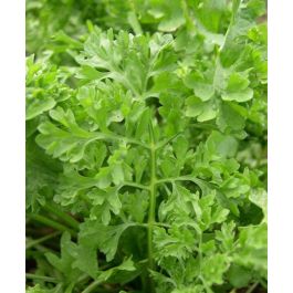 Wrinkled Crinkled Crumpled' Cress – Experimental Farm Network Seed Store