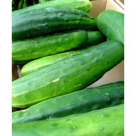 Bush Slicer Cucumber  John Scheepers Kitchen Garden Seeds