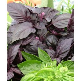 Round Midnight Purple Basil John Scheepers Kitchen Garden Seeds