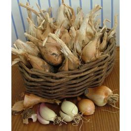 French Red Shallot Fall-Shipped Bulb Sets