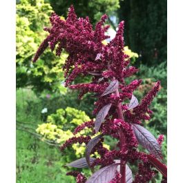 Amaranth Hopi Red Dye