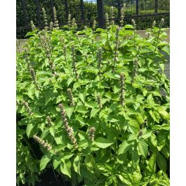 Lemon Basil John Scheepers Kitchen Garden Seeds