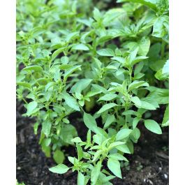 Lime Basil John Scheepers Kitchen Garden Seeds