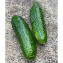 Renee's Garden 'Bush Slicer' Container Cucumber