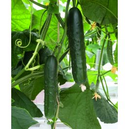 Bush Slicer Cucumber  John Scheepers Kitchen Garden Seeds