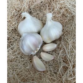 nootka rose garlic