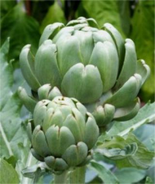 Imperial Star Artichoke