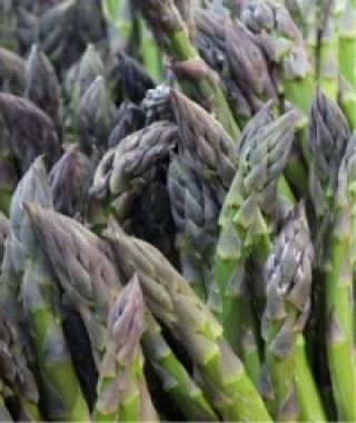 Luscious Green Asparagus AKA UC 157 