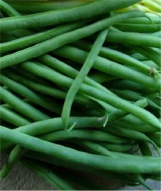 Jade Green Bush Bean