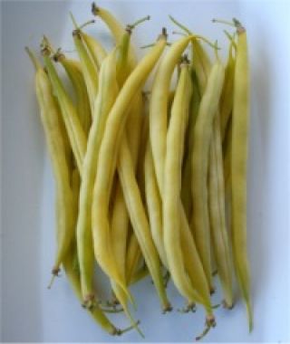 Roc d'Or Bush Bean