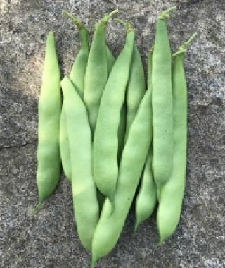 Roma II Bush Bean