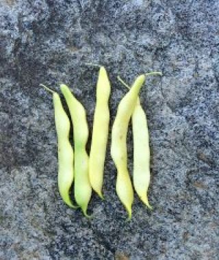 Telemaco Yellow Romano Bush Bean