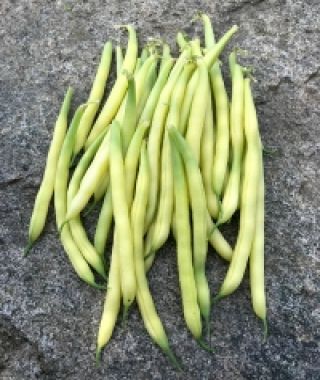 Gold Rush Bush Bean