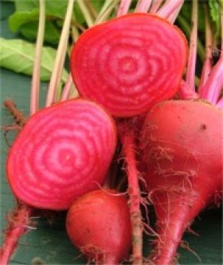 Chioggia Beet 