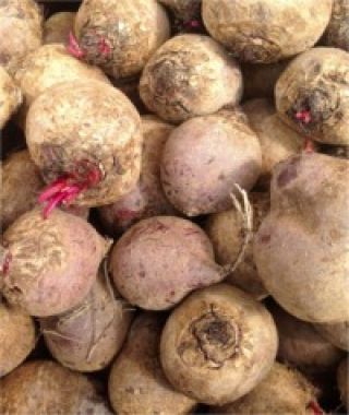 Detroit Dark Red Beet 