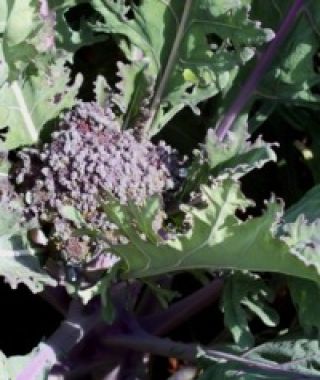 Purple Peacock Broccoli