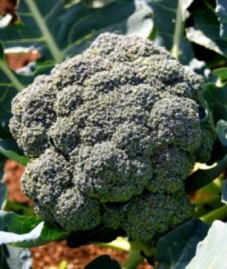 Beaumont Broccoli