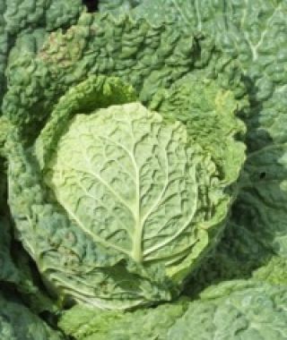 Alcosa Baby Savoy Cabbage