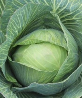 Late Flat Dutch Storage Cabbage